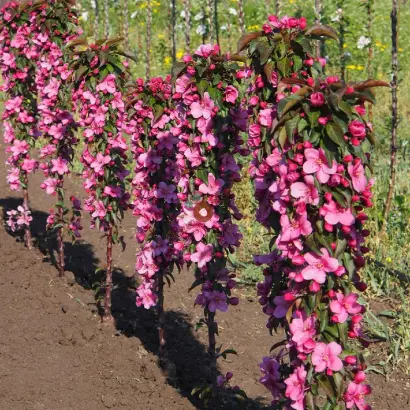 МАНЯЩИЙ АРОМАТ