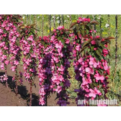 РОЗОВАЯ СКАЗКА