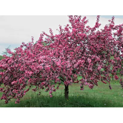 БАГРЯНЫЙ ЦВЕТ