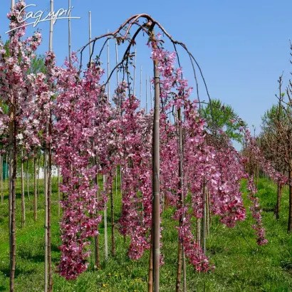 АЛАЯ ПЛАКУЧАЯ