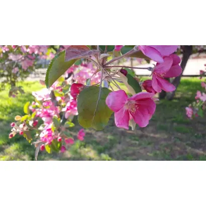 РОЗОВОЕ ЧУДО