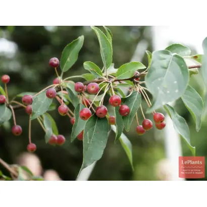 САХАЛИНСКАЯ ЖЕМЧУЖИНА