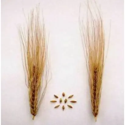 ВОЛЖСКИЙ ПЕРВЫЙ