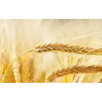 ЕРГЕНИНСКИЙ ГОЛОЗЕРНЫЙ