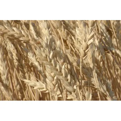 ВОЛГОГРАДСКИЙ 08