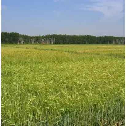 СИБИРСКИЙ АВАНГАРД