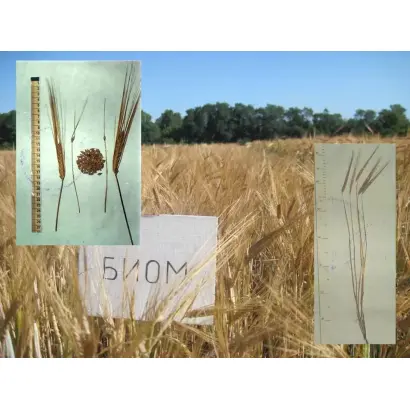 БИОМ