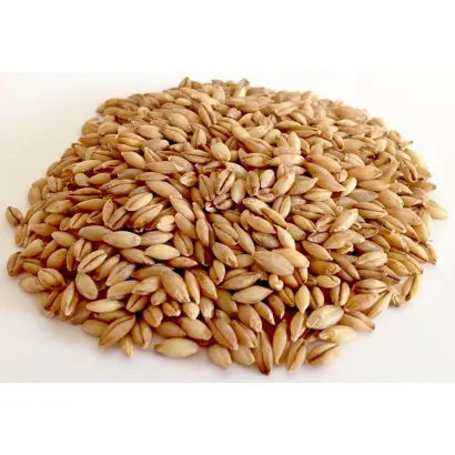 ОМСКИЙ ГОЛОЗЕРНЫЙ 2