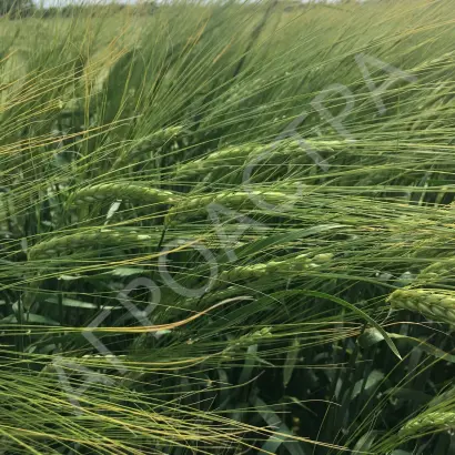 ПРИАЗОВСКИЙ 9