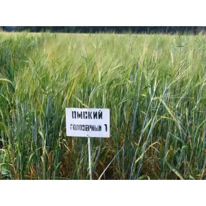 ОМСКИЙ ГОЛОЗЕРНЫЙ 1