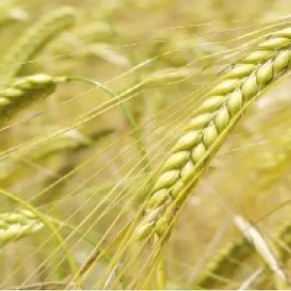 ЧЕЛЯБИНСКИЙ 99