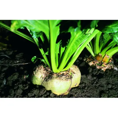 БАРТАВЕЛЛА