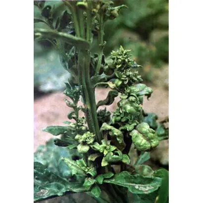 ЧЕРНОЗЕМЕЦ