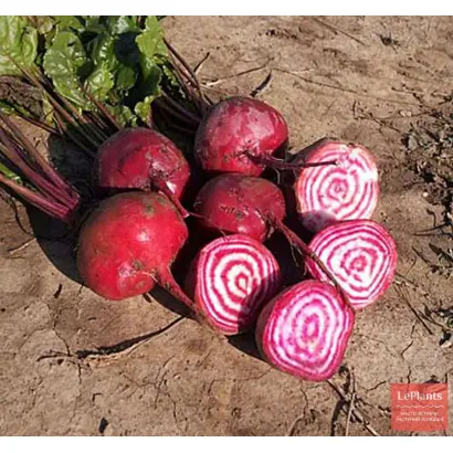 БОРЩЕВАЯ ДОНА