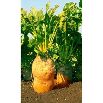 ЭККЕНДОРФСКАЯ ЖЕЛТАЯ