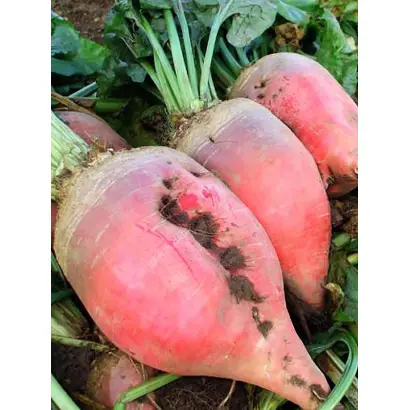 РАМОНСКИЙ РОЗОВЫЙ