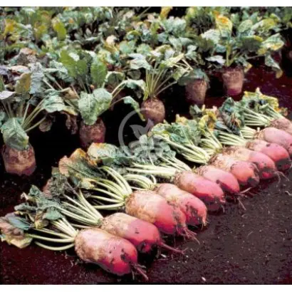 РЕКОРД ПОЛИ