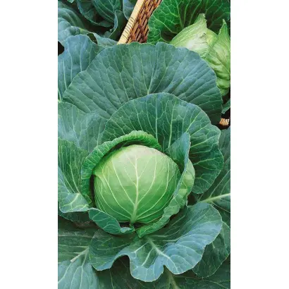 СЛАВА ГРИБОВСКАЯ 231