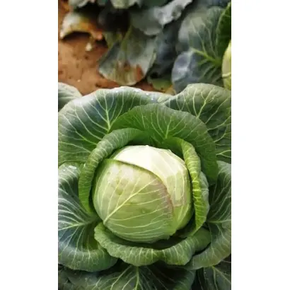 СИБИРЯЧКА 60