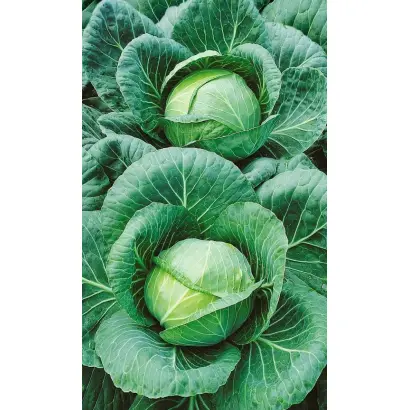 ТАЙНИНСКАЯ