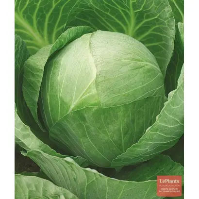 СКОРОСПЕЛАЯ