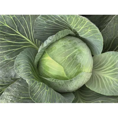 ЭКСПЕКТЕЙШЕН