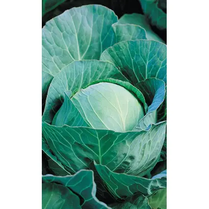 ЗИМНИЙ ДЕСЕРТ