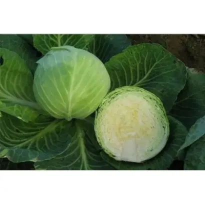 САХАРНАЯ ГОРА