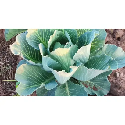 АВГУСТОВСКИЙ