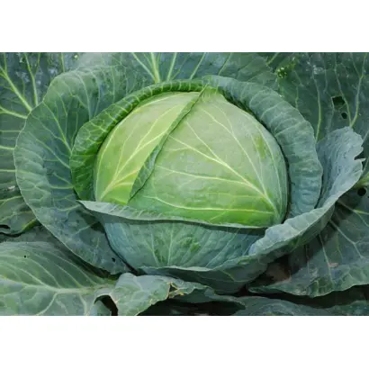 ГАЛЬВАТРОН