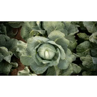 ДМИТРОВСКИЙ