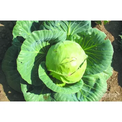 КУЛИКОВСКИЙ