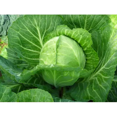 ВОСТОЧНЫЙ ЭКСПРЕСС