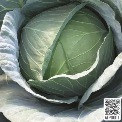 ЭКСКАЛИБУР