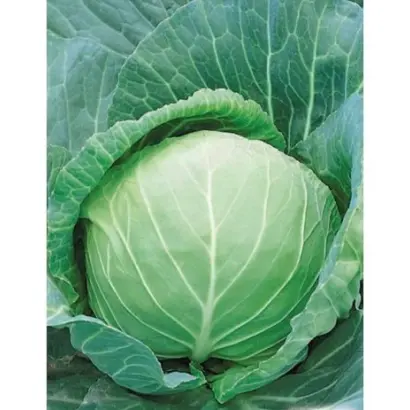 КАПИТОЛИНА