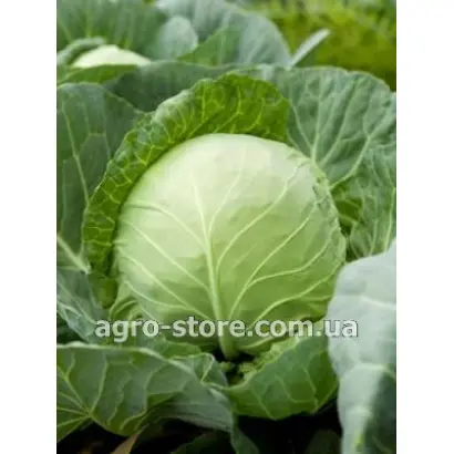 БЕВЕРЛИ ХИЛЛЗ