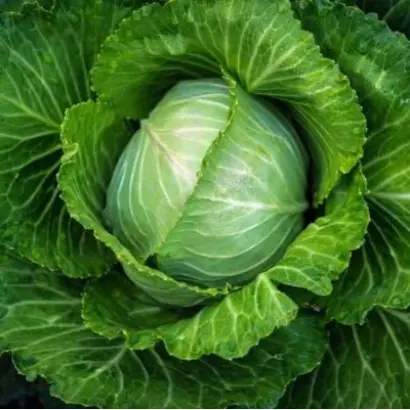 САХАРНЫЙ ХРУСТ