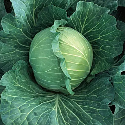 РУССКАЯ ЗИМА