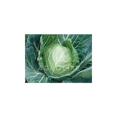 САНТОРИНО СИКСТИ