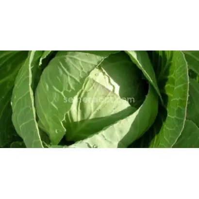 ПРИМОРОЧКА