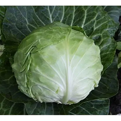 КАМЕННА ГЛОВА