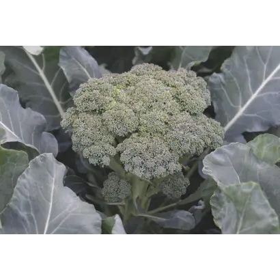 МОНТЕБЕЛЛО