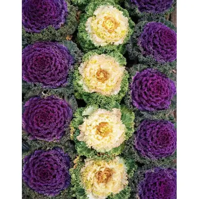 КРУЖЕВНАЯ МОЗАИКА