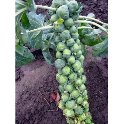 КАРМЕНСИТА