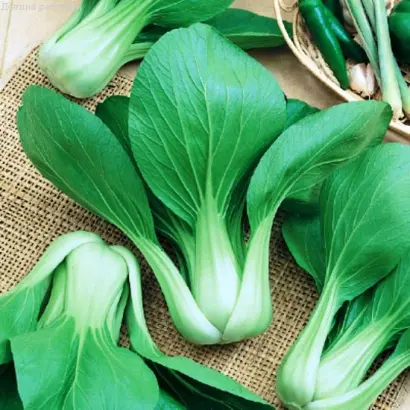 КРАСА ВОСТОКА