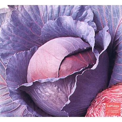 КАМЕННАЯ ГОЛОВКА 447