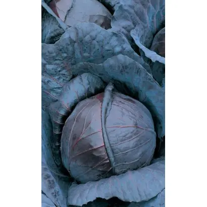 МИХНЕВСКАЯ