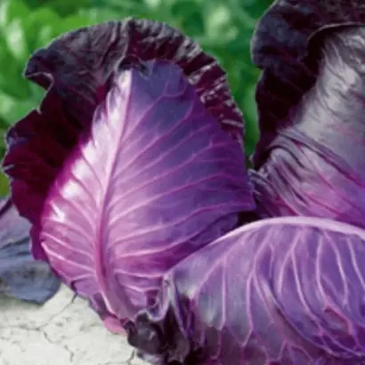 КРАСНОЕ СЕРДЦЕ