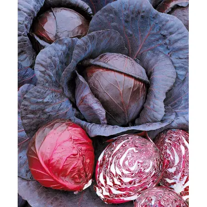 КРАСНАЯ ГОЛОВКА