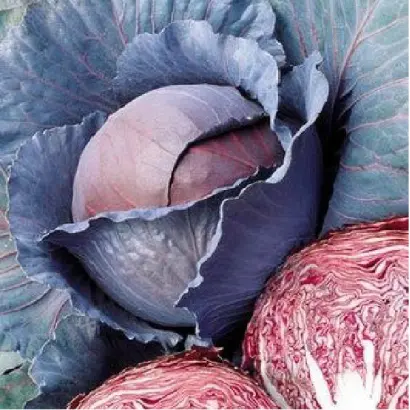 РЕД ДИНАСТИ